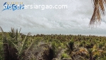 8 Hectare Lot For Sale in Pacifico Siargao Island
